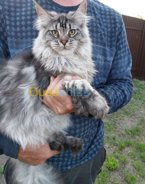 Mainecoon 