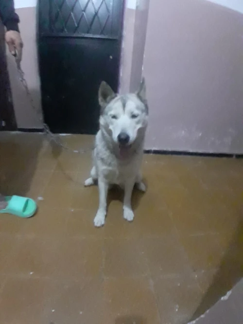 Chien husky