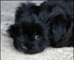 Spitz nain noire 