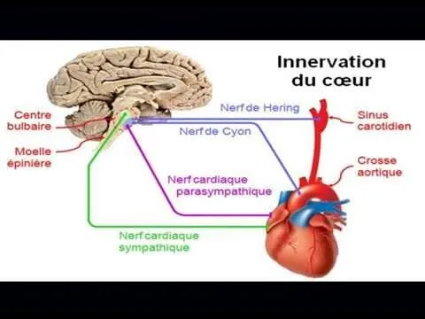 INSTRUMENTATION CHIRURGICALE / CONSOMMABLES / NEUROCHIRURGIE / CHIRURGIE CARDIAQUE 