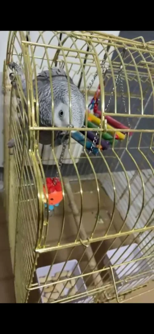 Perroquet Gris du Gabon / Gabonais