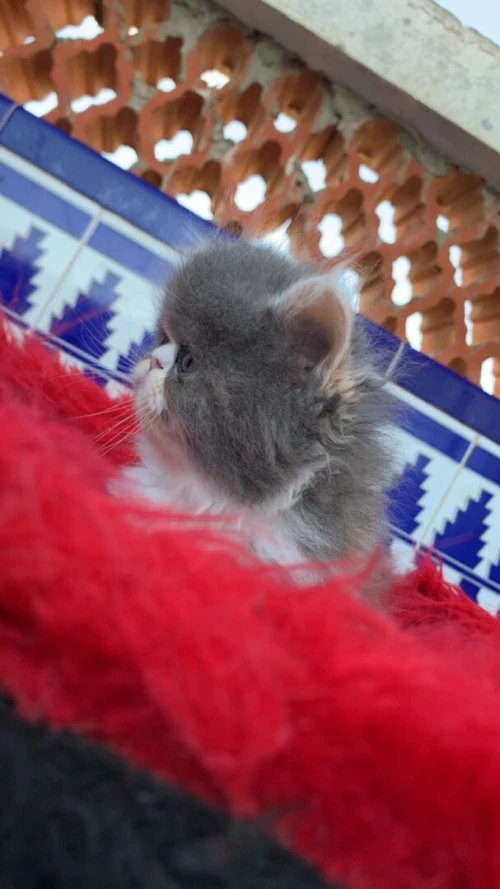 Chat pecky face