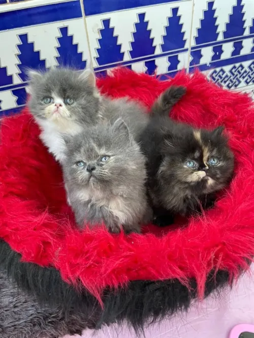 Chaton peke face