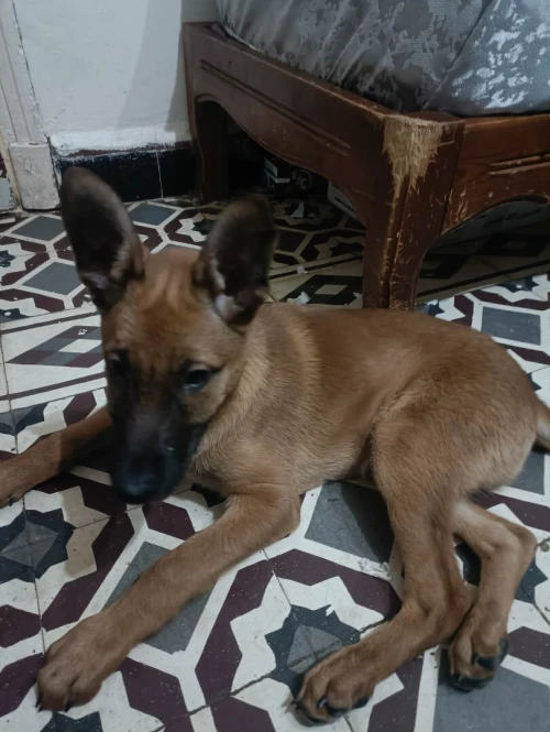 BERGER MALINOIS 3 MOIS MALE