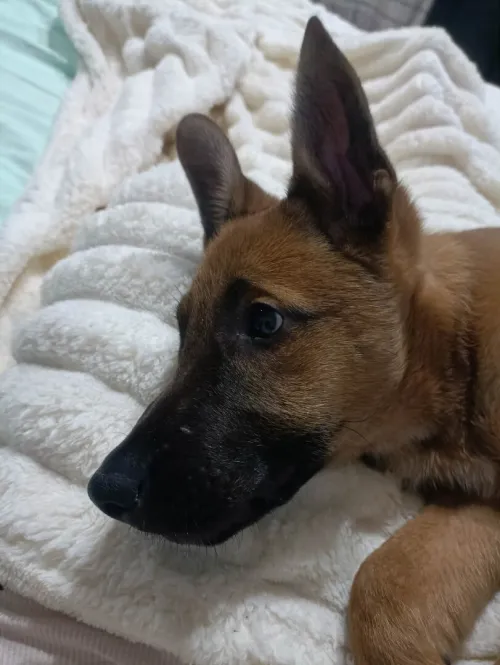 BERGER MALINOIS 3 MOIS MALE
