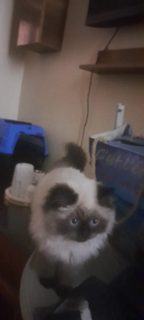 Female persan