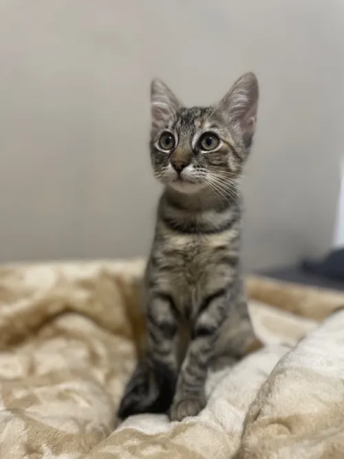 Gata l Adoption