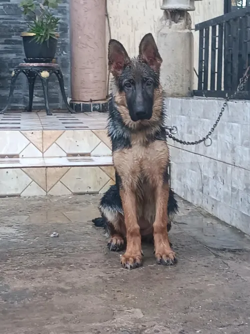 Berger allemand 