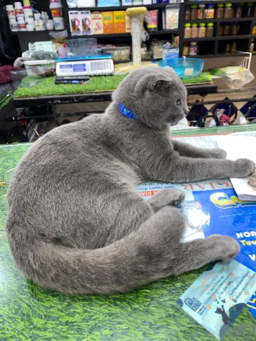 Un chat mâle race scottish fold pour accouplement