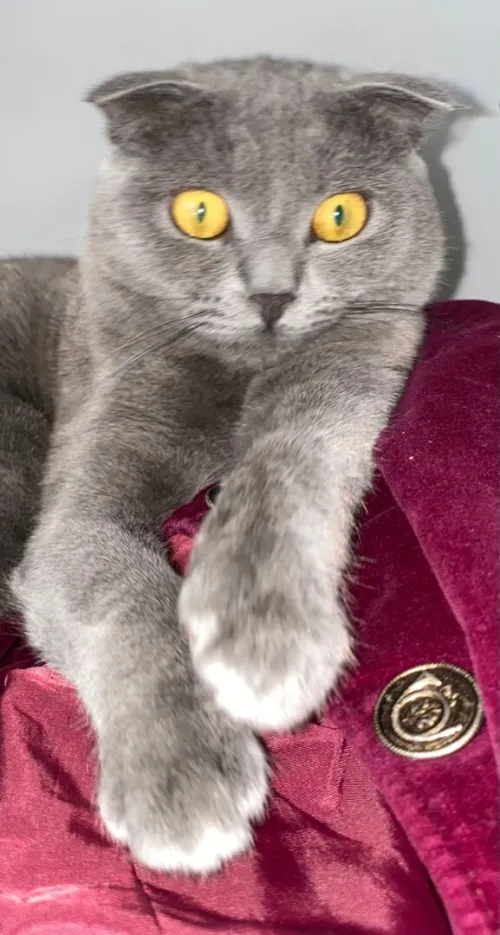 Chat scottish