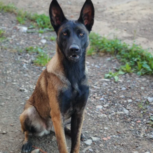 Femelle malinois 11 mois
