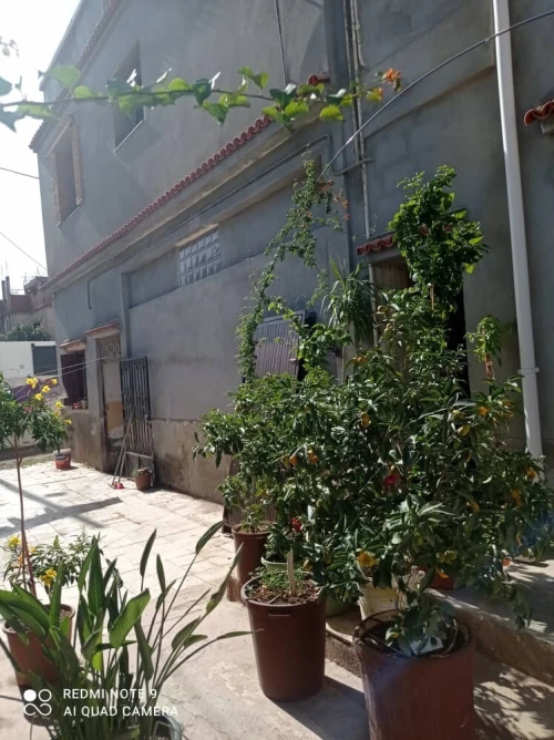 Vente Villa Blida Bouinan
