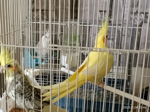 À vendre  3 Calopsittes (1 mâle + 2 femelles) et 1 Inséparable mâle