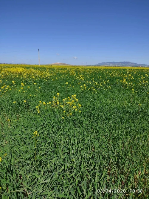 Vente Terrain Agricole Sidi Bel Abbès Sidi lahcene