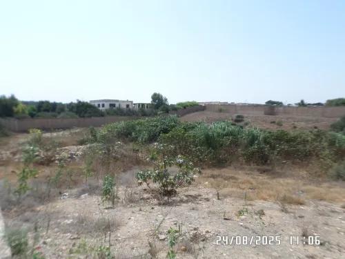 Vente Terrain Alger Staoueli