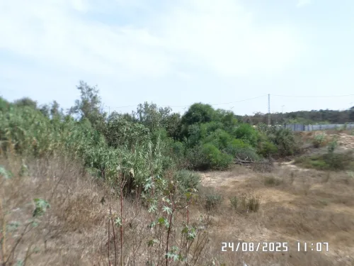 Vente Terrain Alger Staoueli