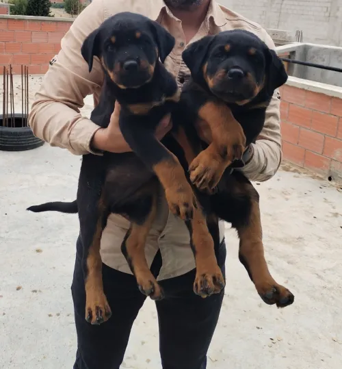 Couple Rottweiler 