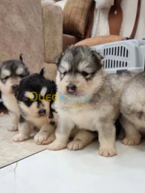 Chiots Husky