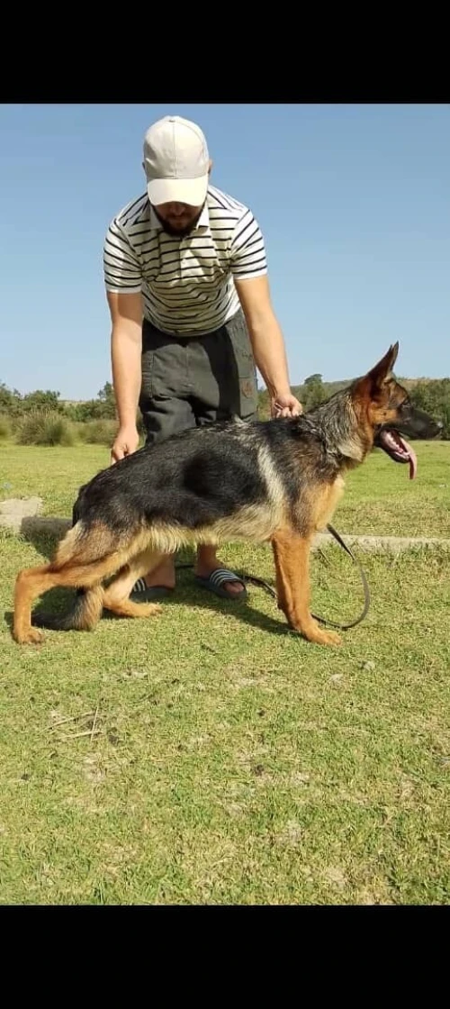 Chien