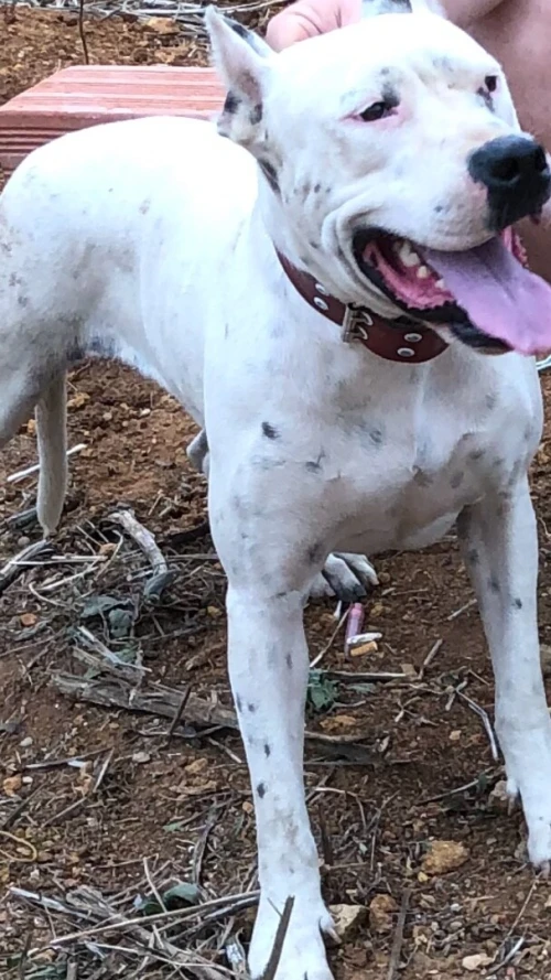 Dog argentin 