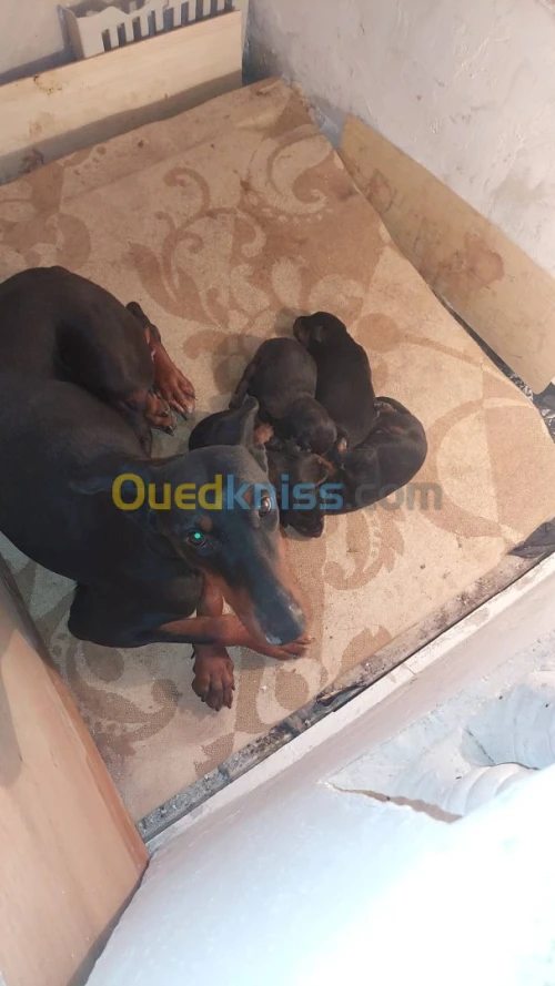 Urgent femelle domerman 16 mois a vendre walda khatra w msalha ta3 khadma 