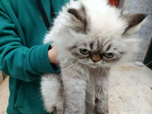 chat persan