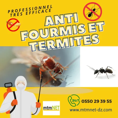 Extermination des termites, fourmis et fourmilières à oran
