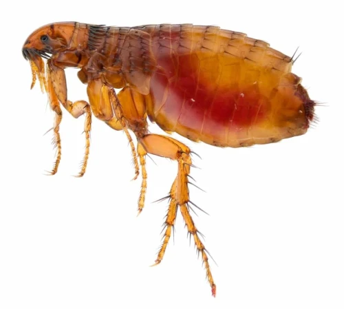 Extermination des puces de chat et puces de chien البرغوث à ain témouchent 
