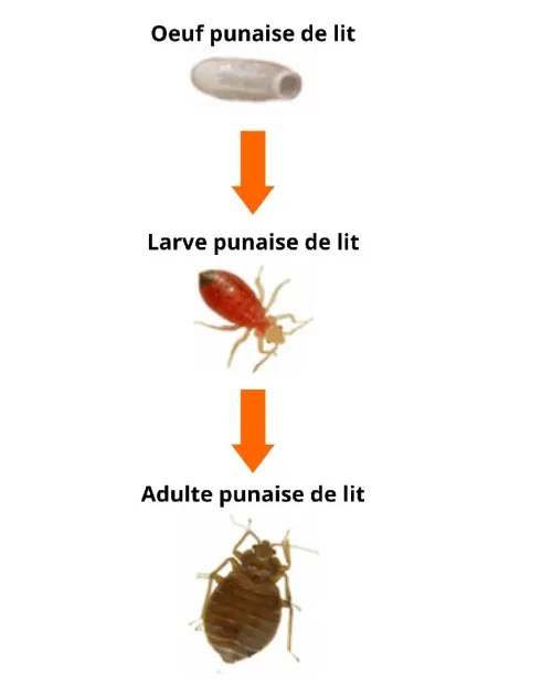 Extermination des punaises de lit بق الفراش à relizane 