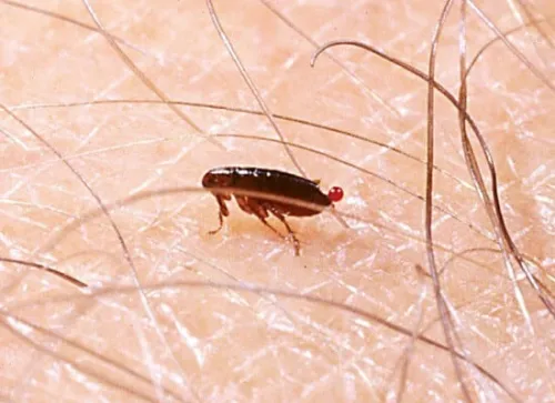 Extermination des puces de chat et puces de chien البرغوث à ain témouchent 