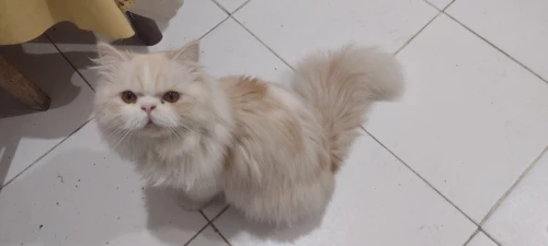 Chat persan