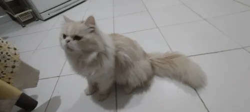 Chat persan