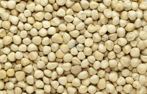 MORINGA: feuille - poudre- graine - graine décortiquée أوراق و بذور المورينجا