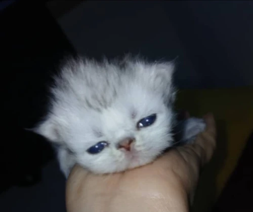 Chaton persan silver 