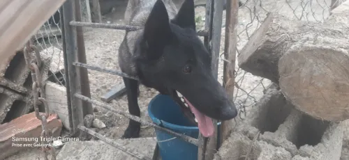 Malinoi femelle charbone