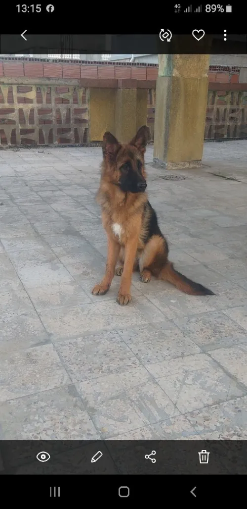 Berger allemand