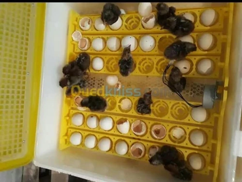 فقاسات فلوس couveuse 56 oeufs 