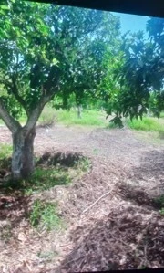 Vente Terrain Guelma Heliopolis