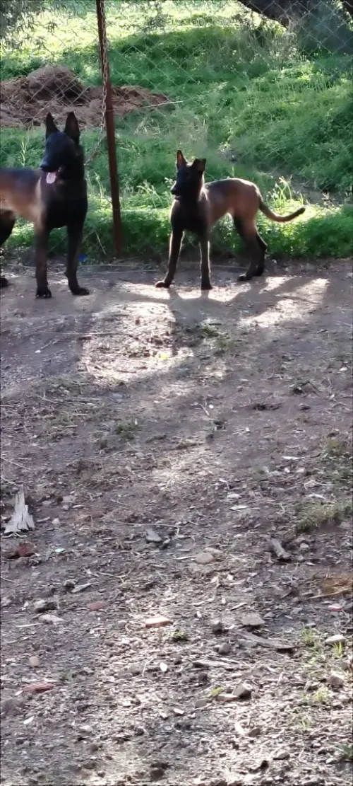 Femelle malinois