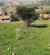 Vente Terrain Blida Hammam melouane