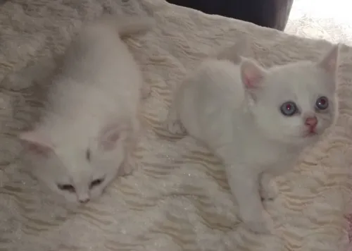 Chat angora 