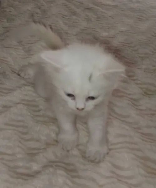 Chat angora 