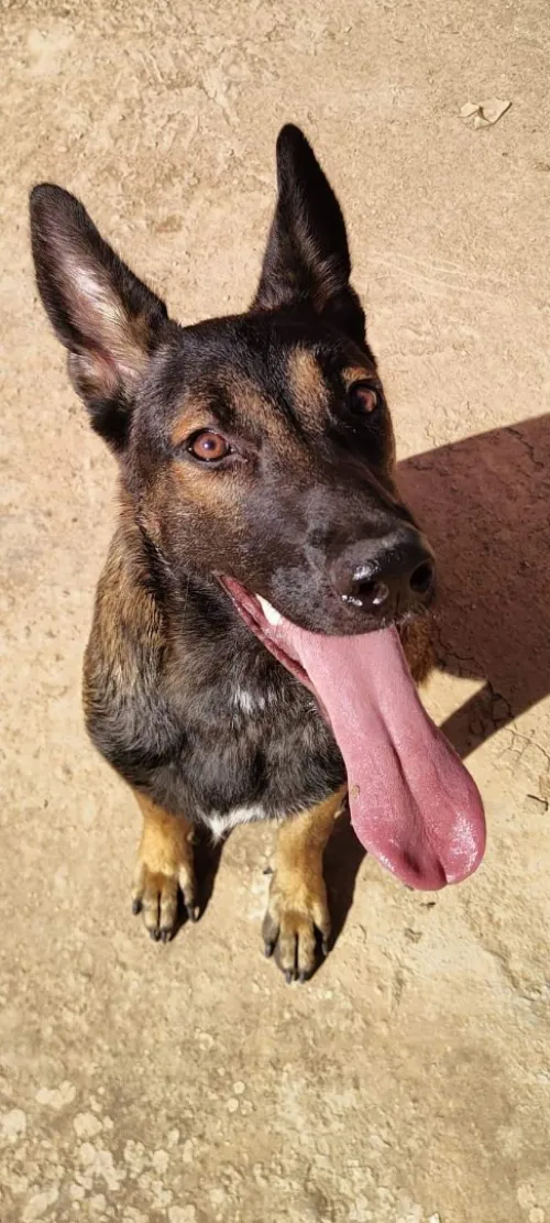 female malinoi
