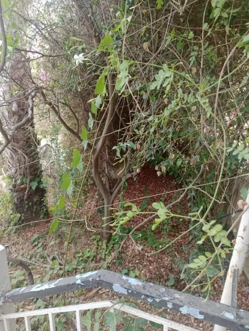 Vente Villa Tipaza Larhat
