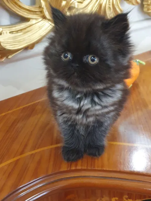 Chat Persan Mâle Pure Race Âgé 60 jour