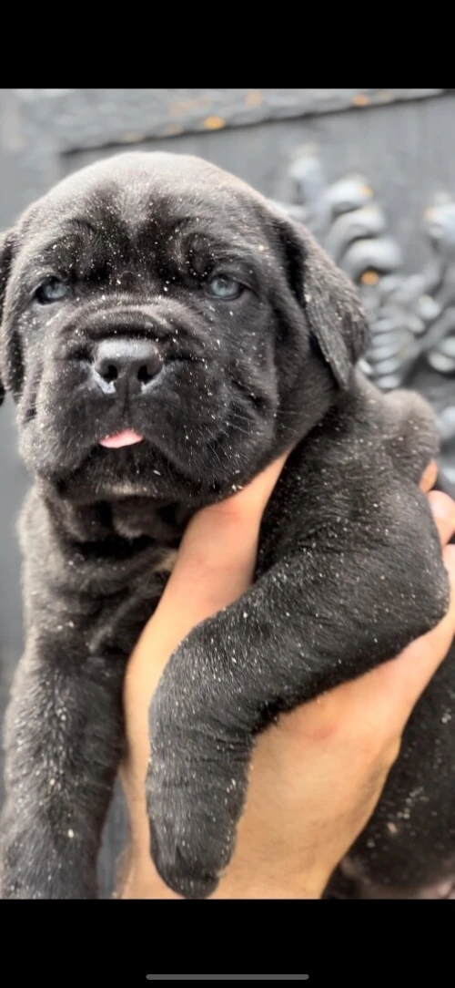 Cane corso