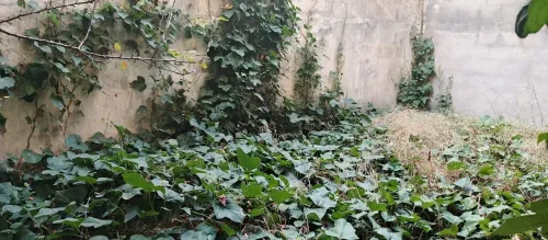 Vente Villa Constantine Constantine
