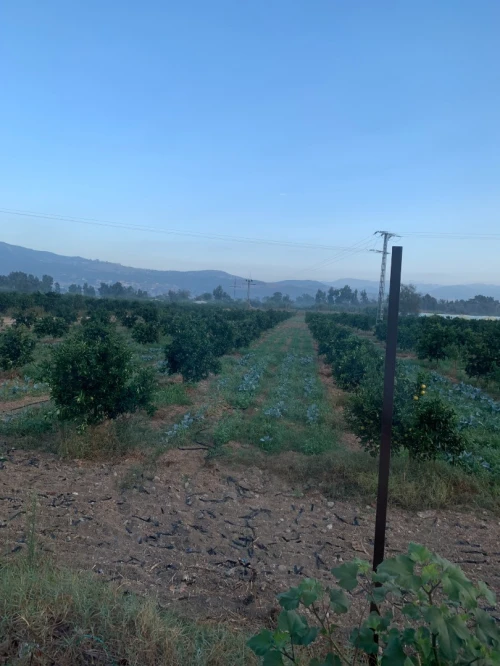 Vente Terrain Aïn Defla Khemis miliana