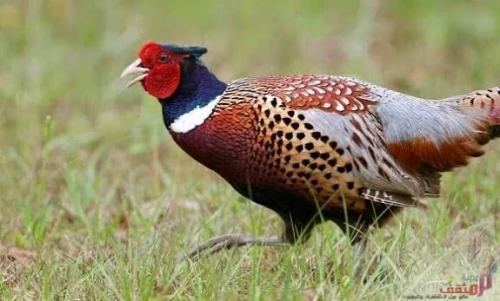 ازواج طائر الفيزون جاهزة للتكاثر 