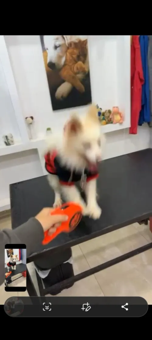 Chien SPITZ